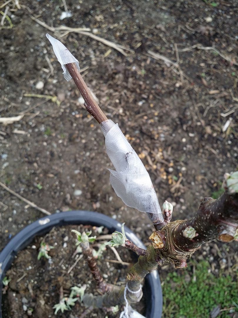 Seattle Garden & Fruit Adventures Grafting Fruit trees